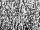 Zebra Grass Art Print