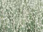 Zebra Grass Art Print