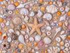 Full frame of collection of seashells Art Print