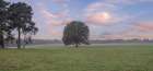 Trees in meadow Art Print