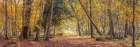 Pathway through autumn forest Art Print
