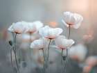 Poppies flowers Art Print