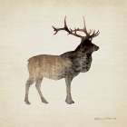 Forest Elk Art Print