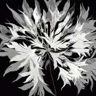 Radiance I
