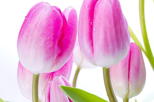 Pink I Art Print