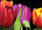 TULIPS ON BLACK Art Print