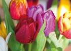 NATURAL TULIPS