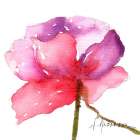 WATERCOLOR POPPY III Art Print