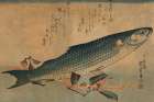 Striped mullet, 1834