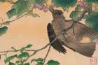 Bird Eating a Grape