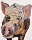 Harvey the Pig Art Print