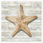 Seashells I Art Print