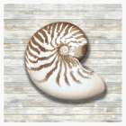 Seashells II Art Print