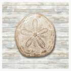Seashells III Art Print
