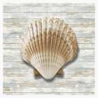 Seashells IV Art Print