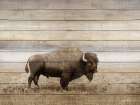 Rustic Bison Art Print