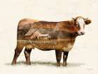 Landscape Cow Fusion Art Print