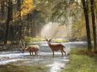 Creek Stop Art Print