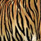 Wild Whispers II Art Print