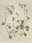 Botanical Leaves 1 Minimalist Print
