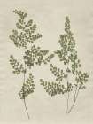 Botanical Leaves 2 Minimalist Print