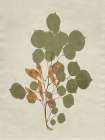 Botanical Leaves 3 Art Deco Print