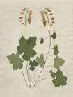 Botanical Leaves 4 Minimalist Print