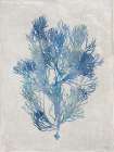 Seaweed I Art Print