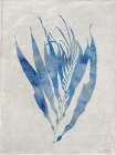 Seaweed II Art Print
