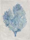 Sea Fan Art Print