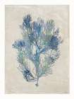 Underwater Beauty II Art Print