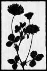 Inverted Garden I Art Print