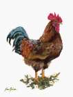 Hen House Mr. Rooster Art Print