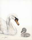 A Swan All Along 1 Art Print