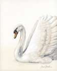 A Swan All Along 2 Art Print