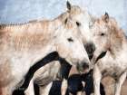 White Horse Art Print