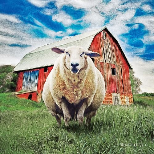 Sunday Afternoon Sheep Pose Art Print