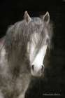 Gypsy Vanner Mystique Art Print