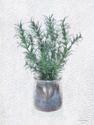 Rosemary Jar Art Print by Bluebird Barn