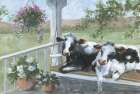 Lazy Afternoon Art Print