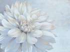 Dahlia Dreams Art Print