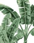 Birds of Paradise Coastal Print