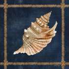 Seashell on Navy V Art Print