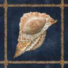 Seashell on Navy VI Art Print