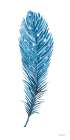 Blue Feather II Art Print