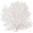 Gray Coral II Art Print
