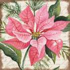 Pink Poinsettia Botanical Art Print