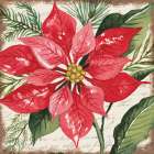 Red Poinsettia Botanical Art Print