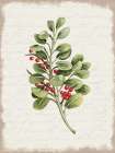 Berries Christmas Botanical Art Print