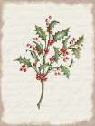 Holly Christmas Botanical Art Print